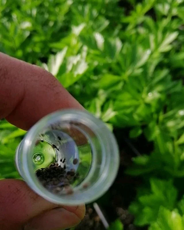 Here you can see some beautiful little Aphidius colemani parasitic wasps we get for aphid control &amp; Encarsia formosa parasitic wasp eggs which we get for whitefly control in our greenhouses 🌱 Two very helpful little beneficial insects!