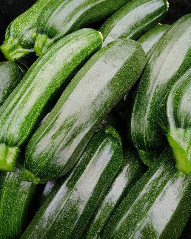 The first zucchinis for the season, with many more to come! #nowwehavetopickthemeveryday