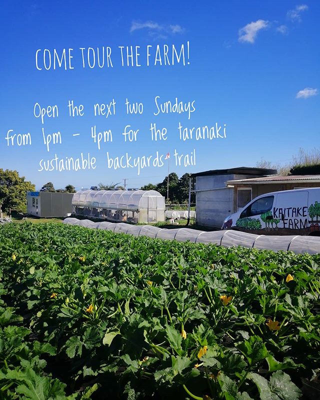 Come along &amp; say hello, Sunday 3rd &amp; 10th November 1-4pm