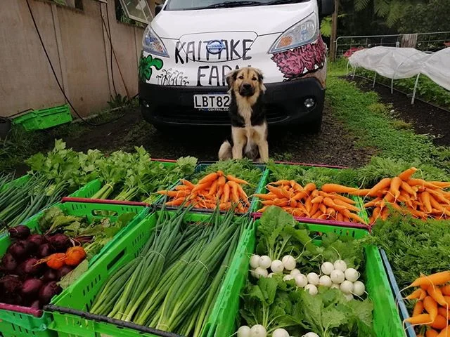 Happy 1st birthday Moose!  When Toby first got him I wasn't that excited about having a dog in the garden, but he is so well behaved &amp; really good company, it's a pleasure having him around. Look at all the vegetables he help harvest today! #goodboy
