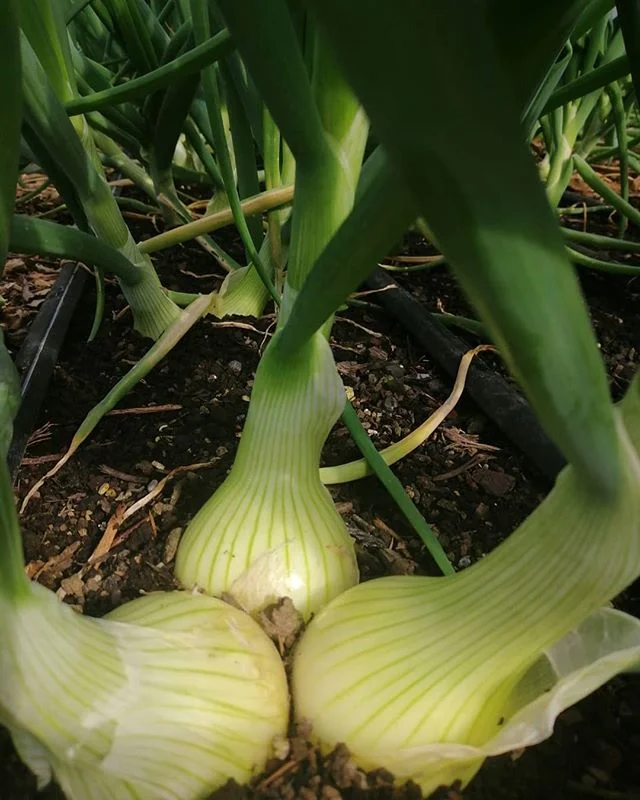 After trialing onions last year we decided to grow alot more of them this year, so expect to them appear on the shelves in the coming months
