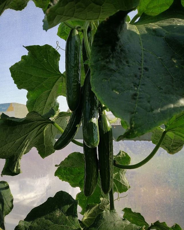 Lebanese cucumbers, my favourite. They have been very happy with all the sun 🌞