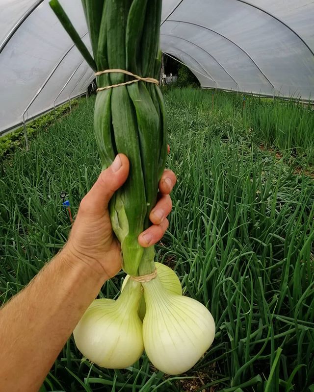 Fresh onions are not a very common sight, normally they are cured for storage but we have decided to start selling them fresh while the tops are still green 🌱