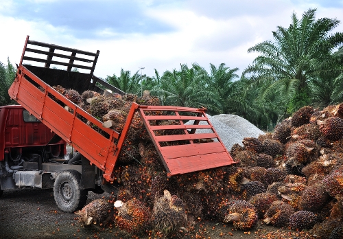 Harvesting palm fruit for oil production