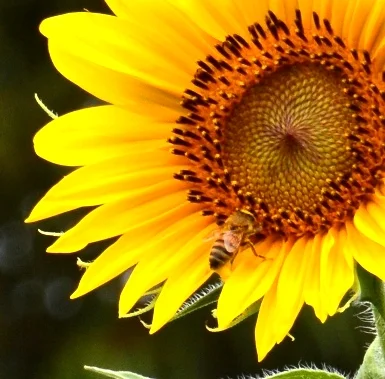 Your skin care, like your food, should be as pure as Mother Nature intended.