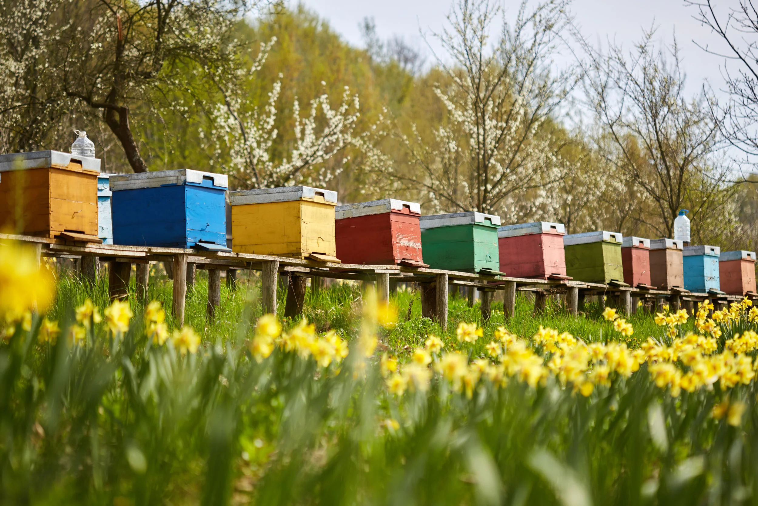 We rely on the work of bee-keepers for a large proportion of our food.