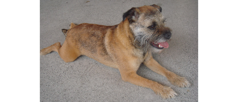 border-terrier.jpg