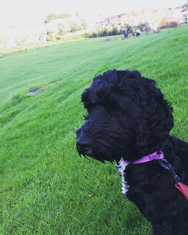 Wicket!