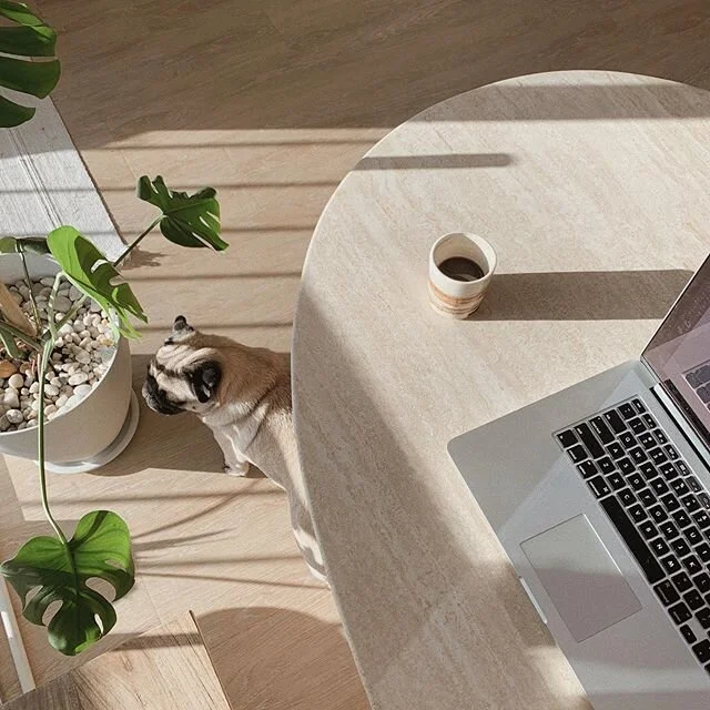 Coffee up and pug on guard. ☕️🐶
Ready for another working week ahead!

I had to take a little TB insta hiatus there for a couple of weeks. And I&rsquo;m so glad I did. When the work is overflowing and getting a bit much I find it super helpful to step away from this and be present with the people and spaces that help light me up in between the to-do list. ✨ #bindinghome (p.s. how is it June??)