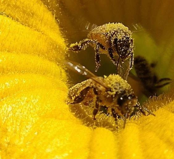 This is our time to save not just the bee But all creatures and humanity Our moment is now, the time is here Take action all and do not fear For the spirit of man and woman is true And the Goddess is calling me and you To summon our authority And gather our community To begin to act with sanity As we recreate with dignity A planet of people who act with grace And restore consciousness to the human race I hold this vision as what can be When people remember their sovereignty.
