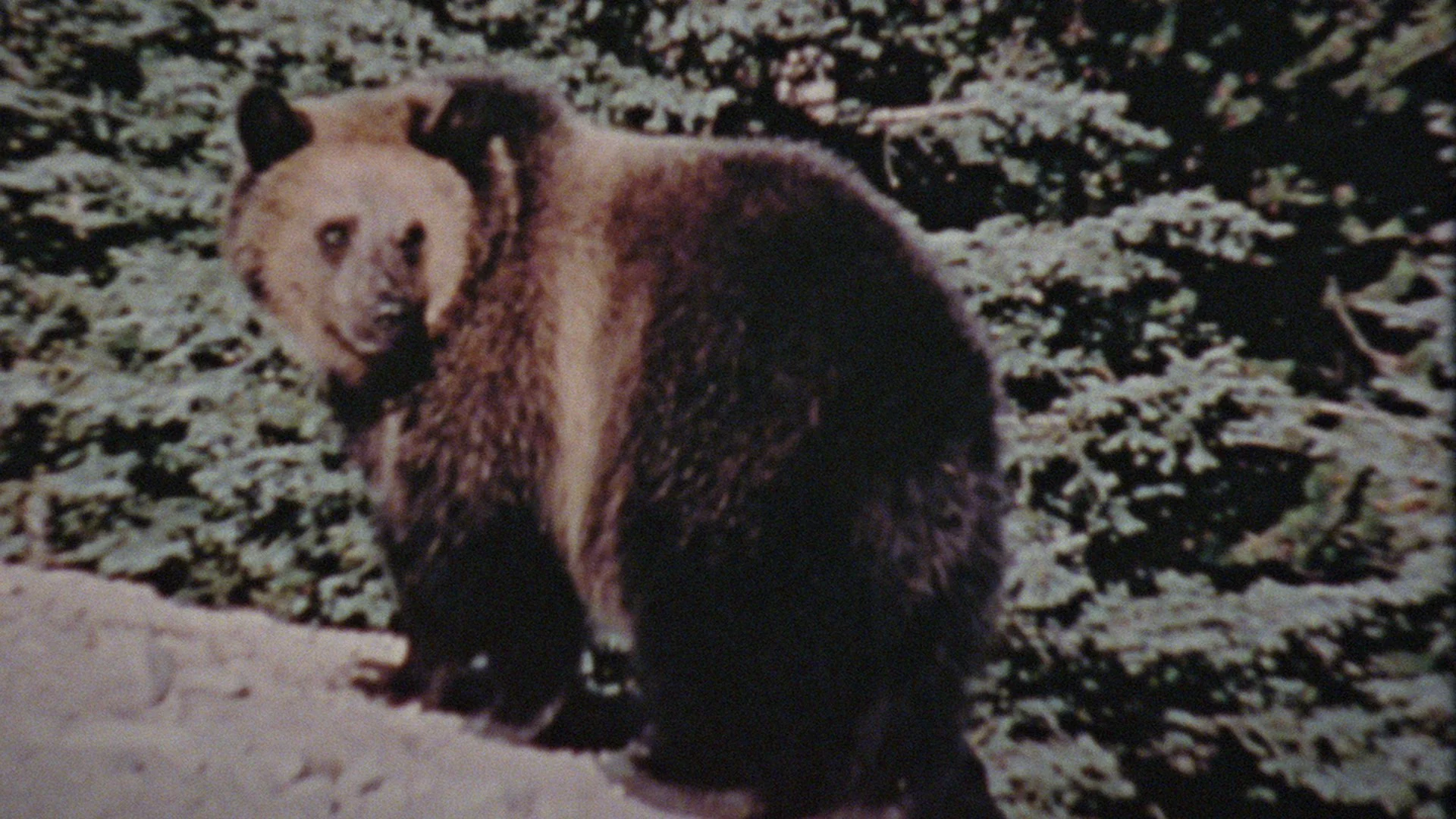 Hunt & Brew - Sunday Gravy