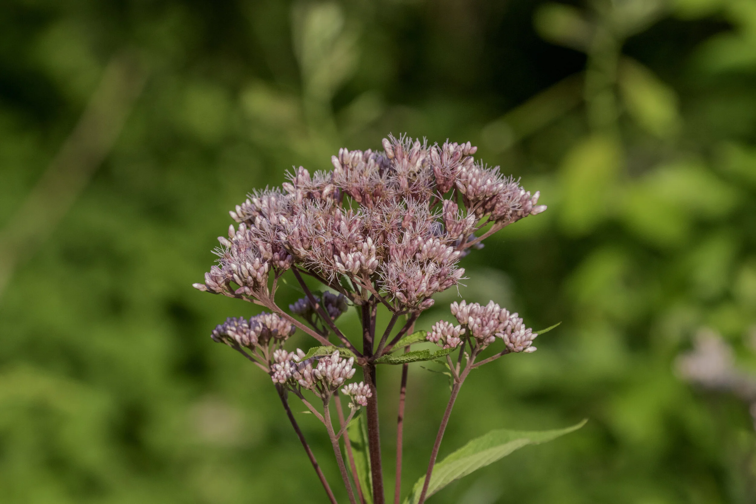 Native Plant Giveaway June 12th