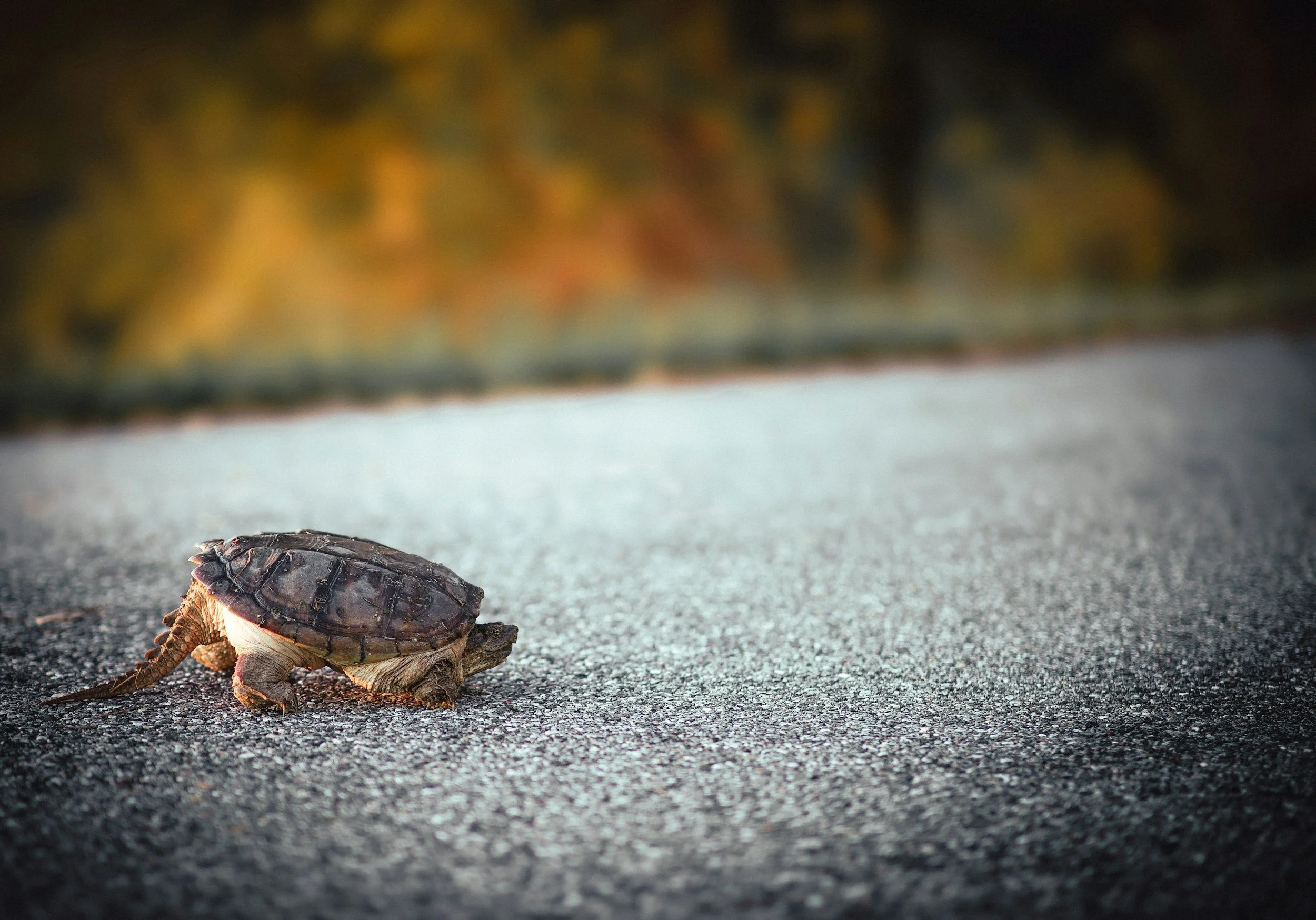 Reptiles on the Move: Sharing the Road This Spring
