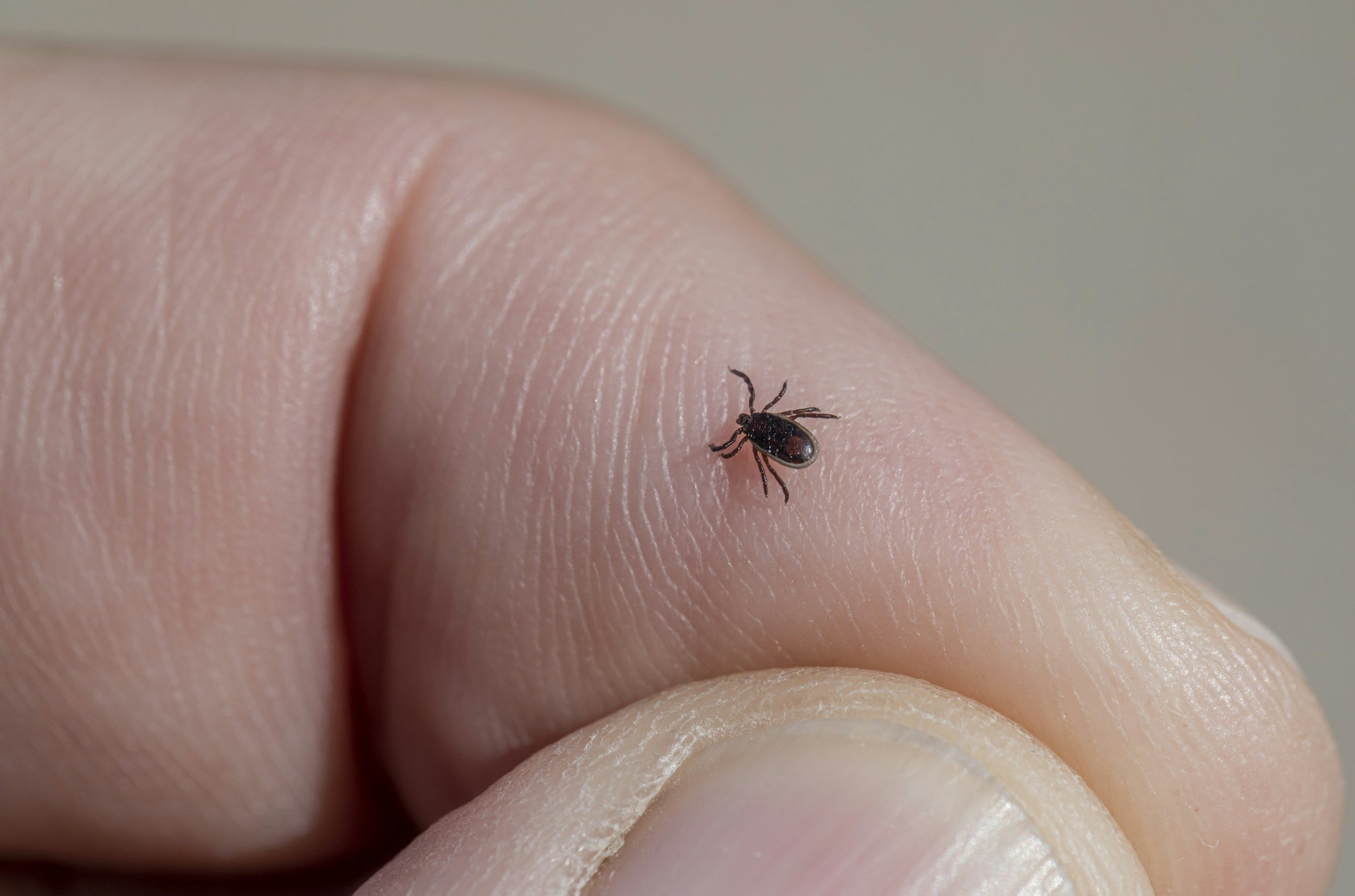 Ticks and Risks of Lyme Disease in Ontario
