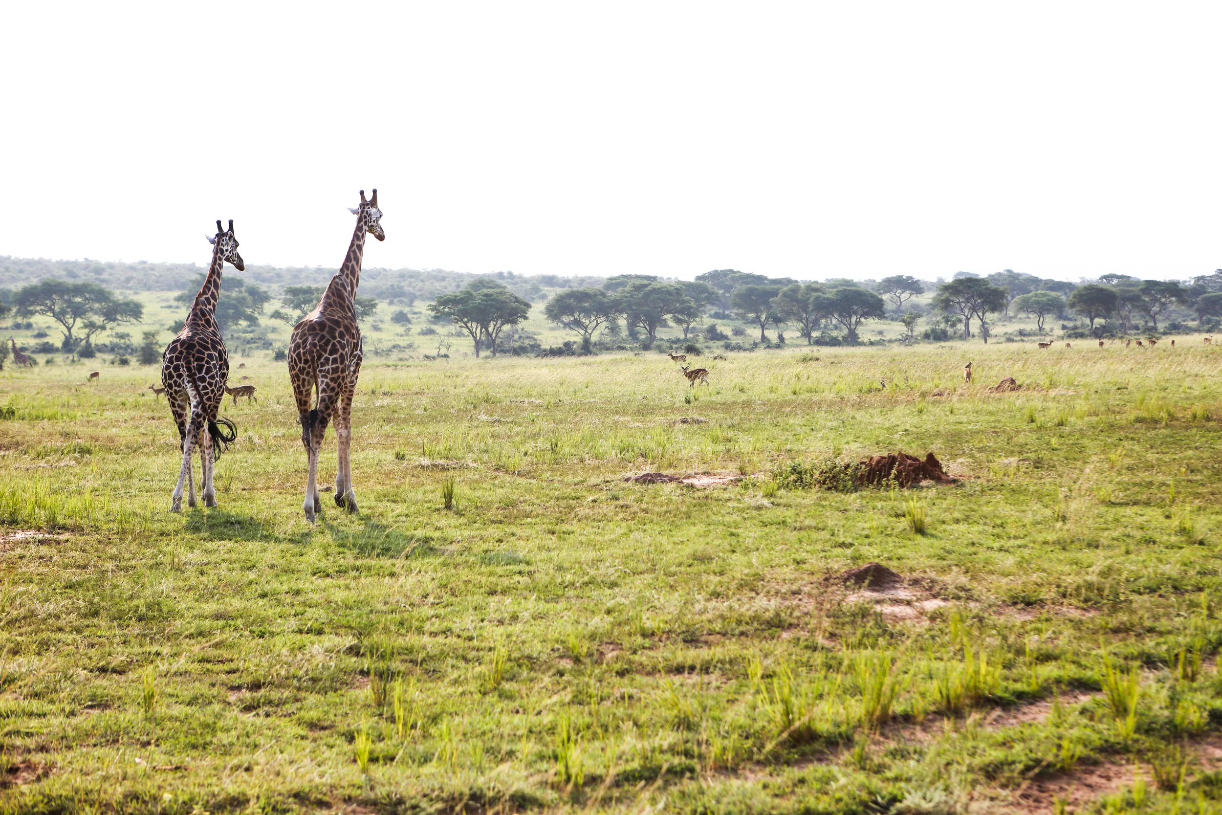 The Waterfall Sparkled