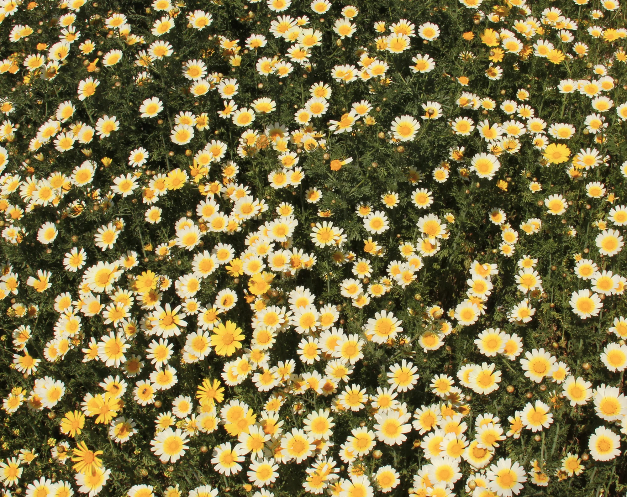 A dense patch of yellow and white daisies with green foliage in the background.