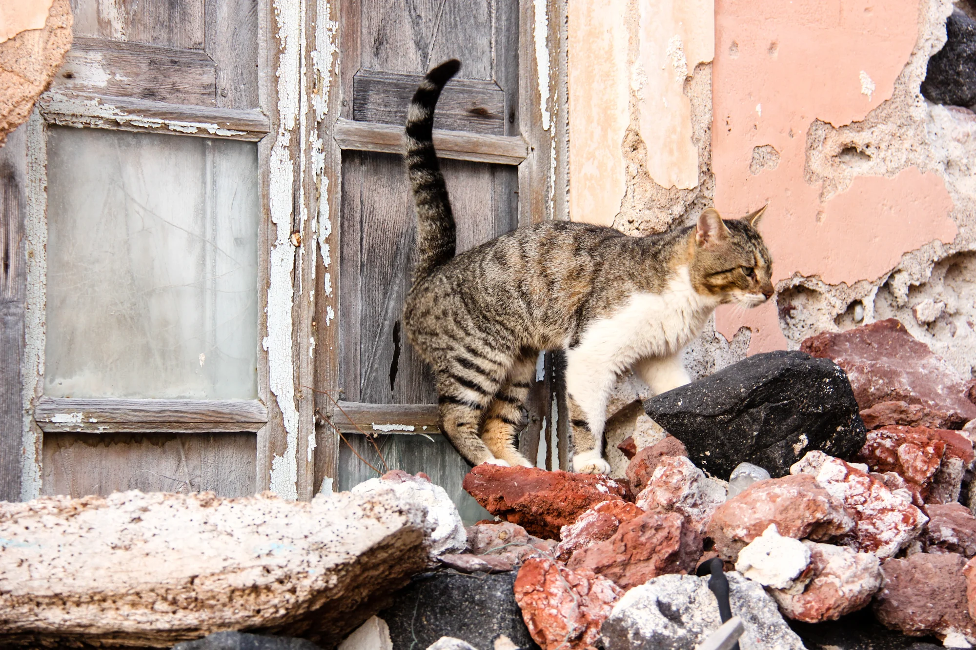 A tabby and white cat walking on rocks near an old, weathered wooden door and a rough brick wall.