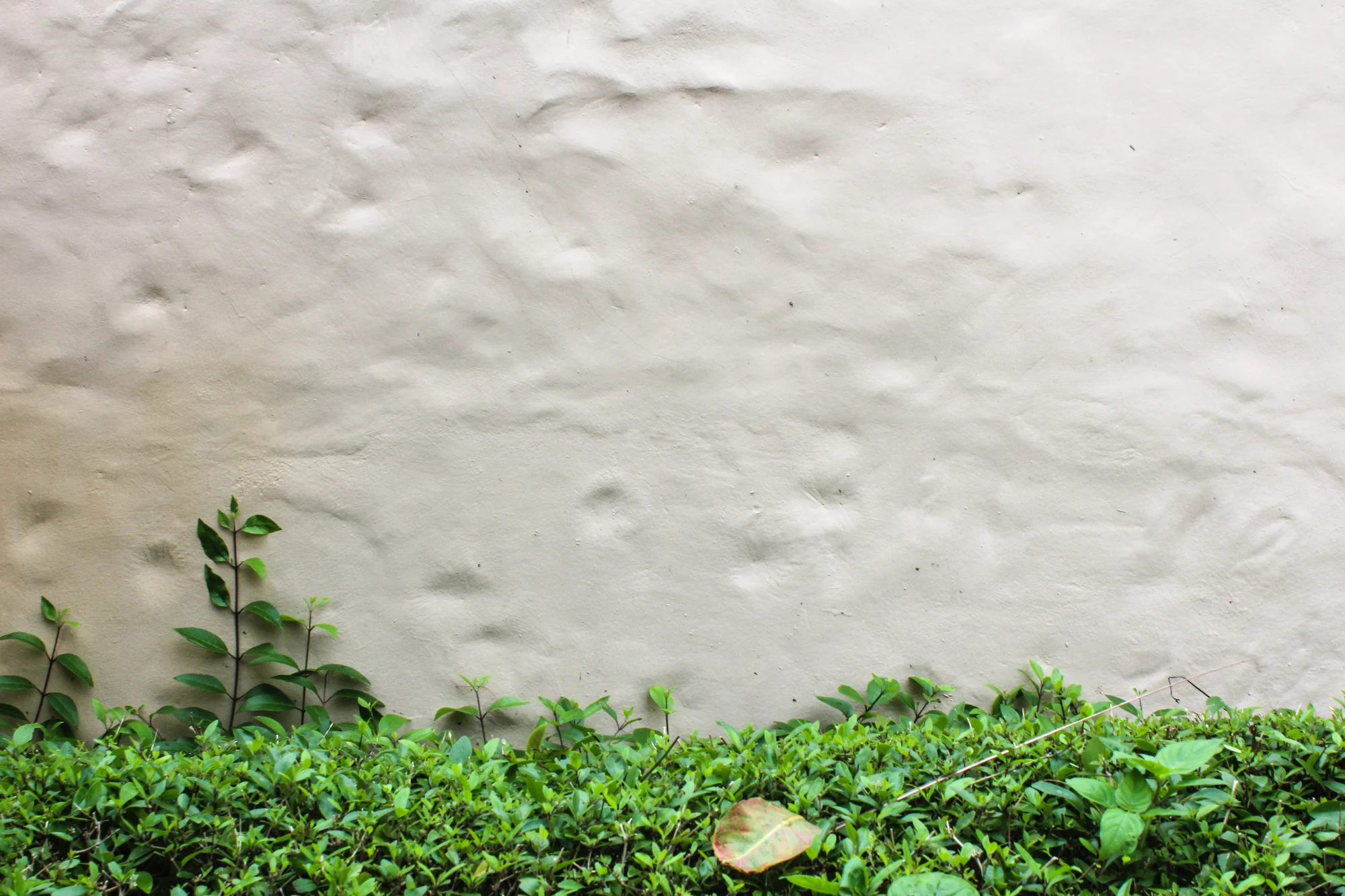 Green bushes and plants at the base of a beige wall with a textured surface.