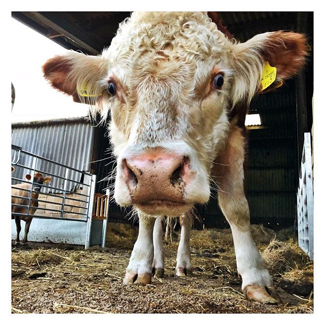 Time to welcome the first bull to set foot on the dairy since the 1950s. This is Pilot, our pedigree Hereford 🐮 Go on, lad! #dairyfarming #herefordbull #hereford #herefords