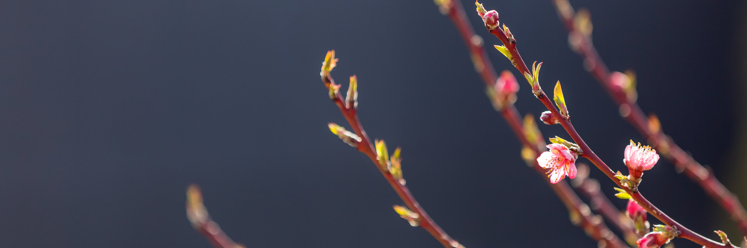 AdobeStock_138497124.jpeg
