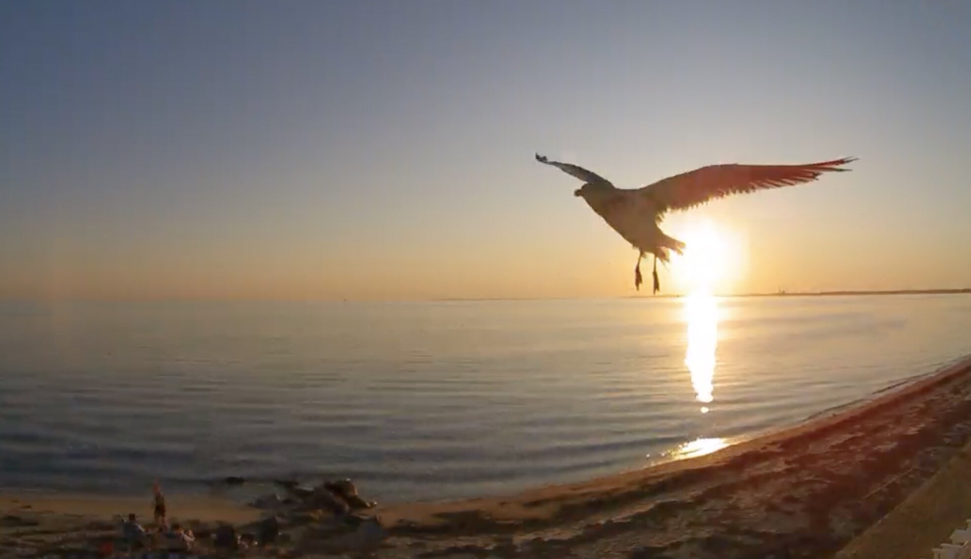 Seagull flying by the camera.jpg