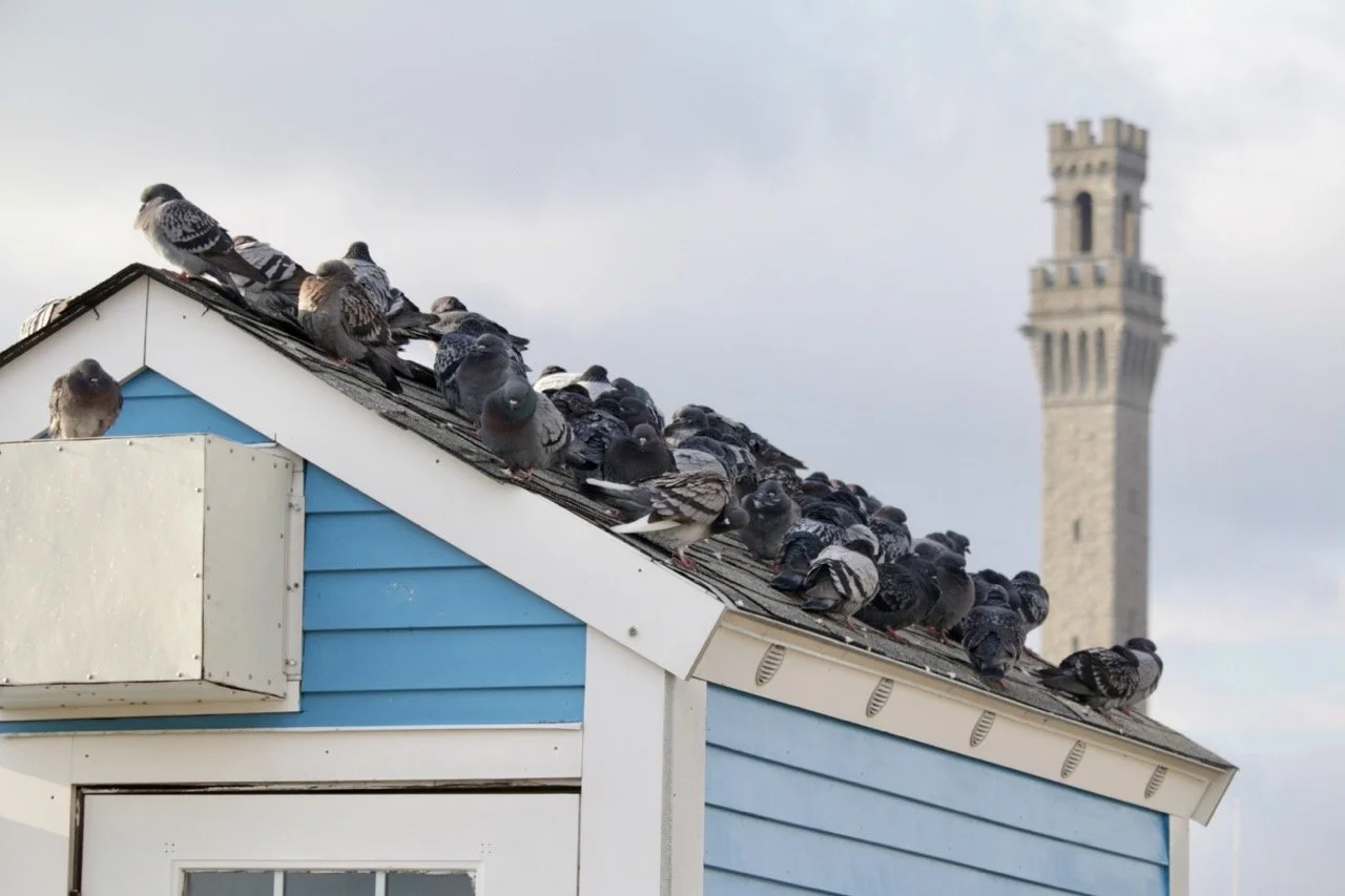 pigeons-on-macmillan-wharf.jpeg