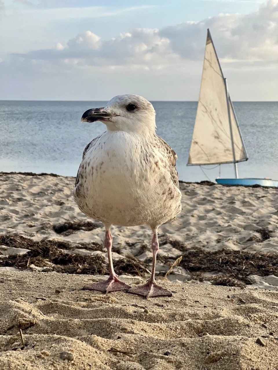 Seagull just hanging out