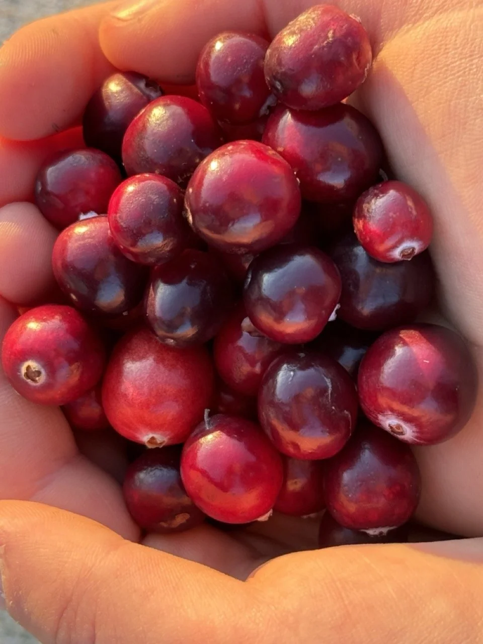 Fresh picked cranberries