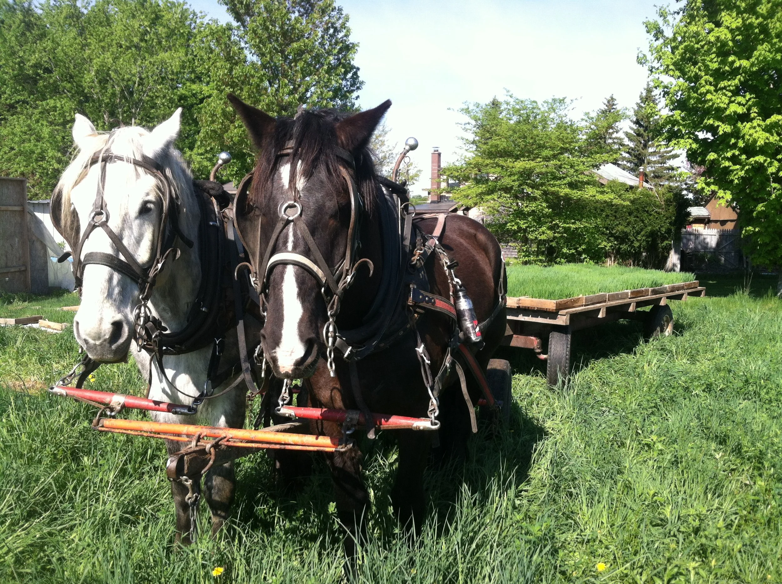 2017 CSA MEMBER SIGN UP OPEN!