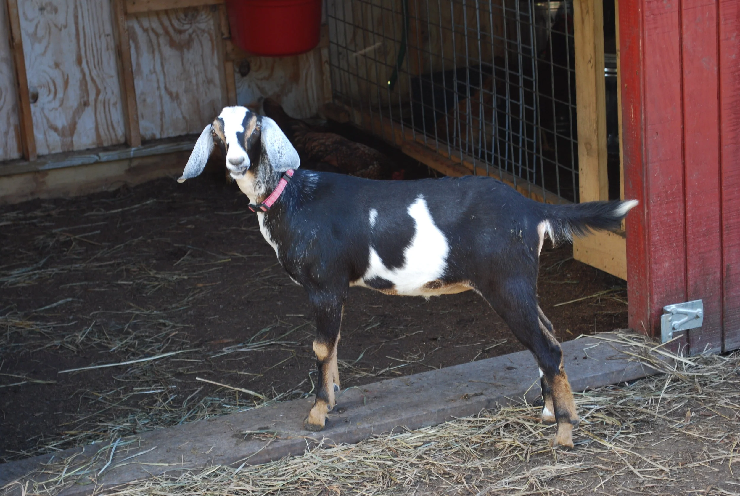 Gigi was the first black and white goat born on the farm.