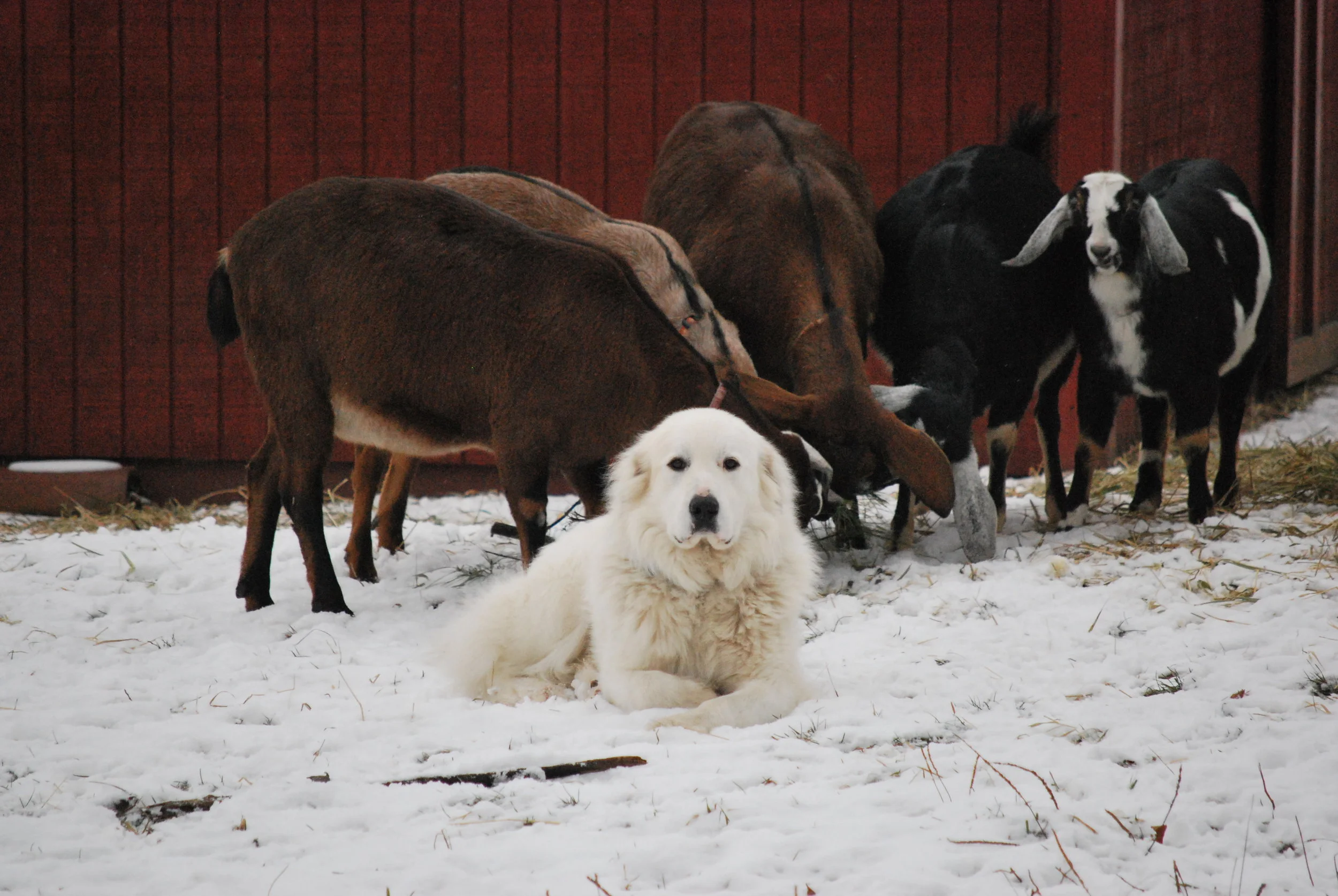 Winter scene along with our LGD Kenya