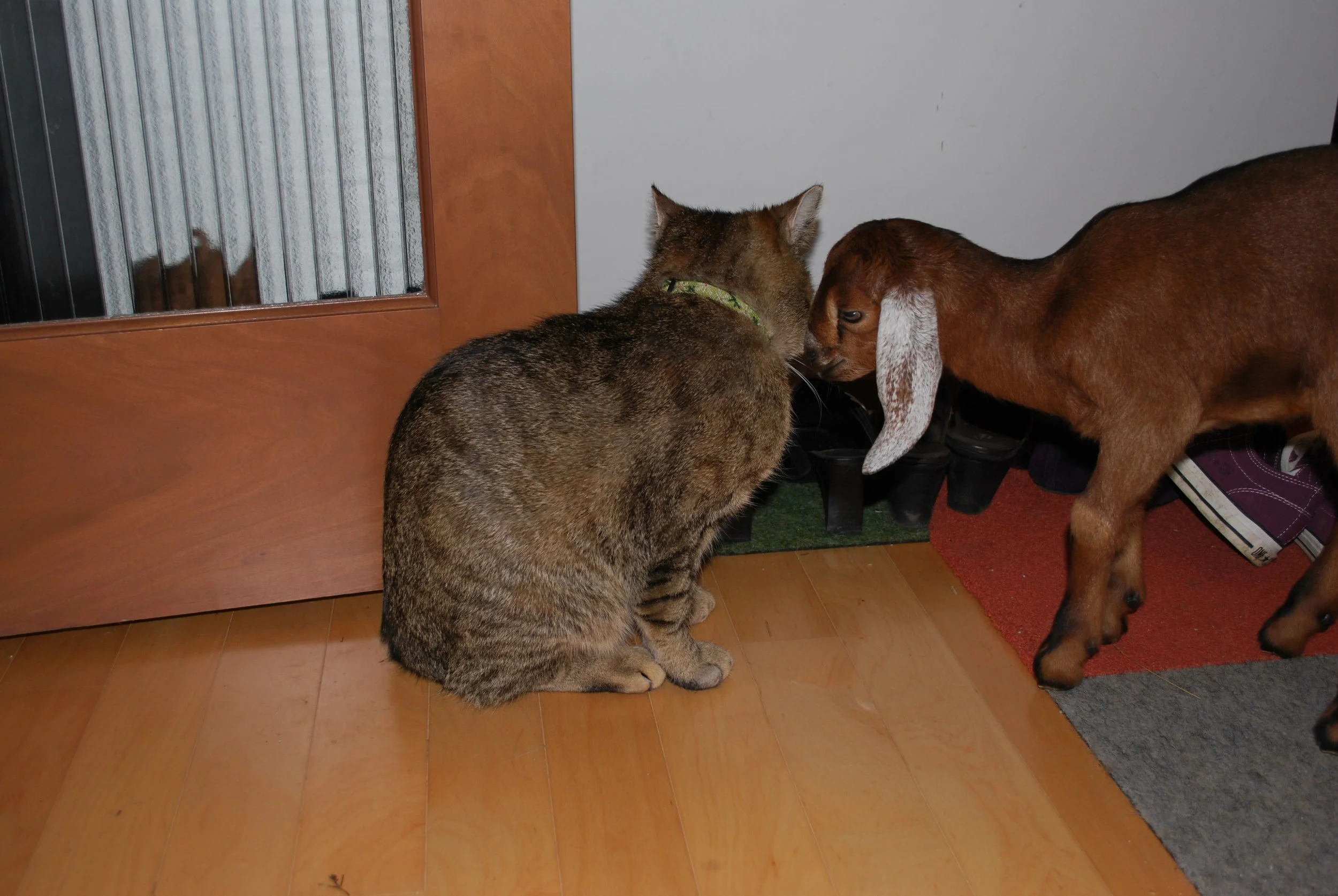 Baby Deserae meets Tiger Charlie
