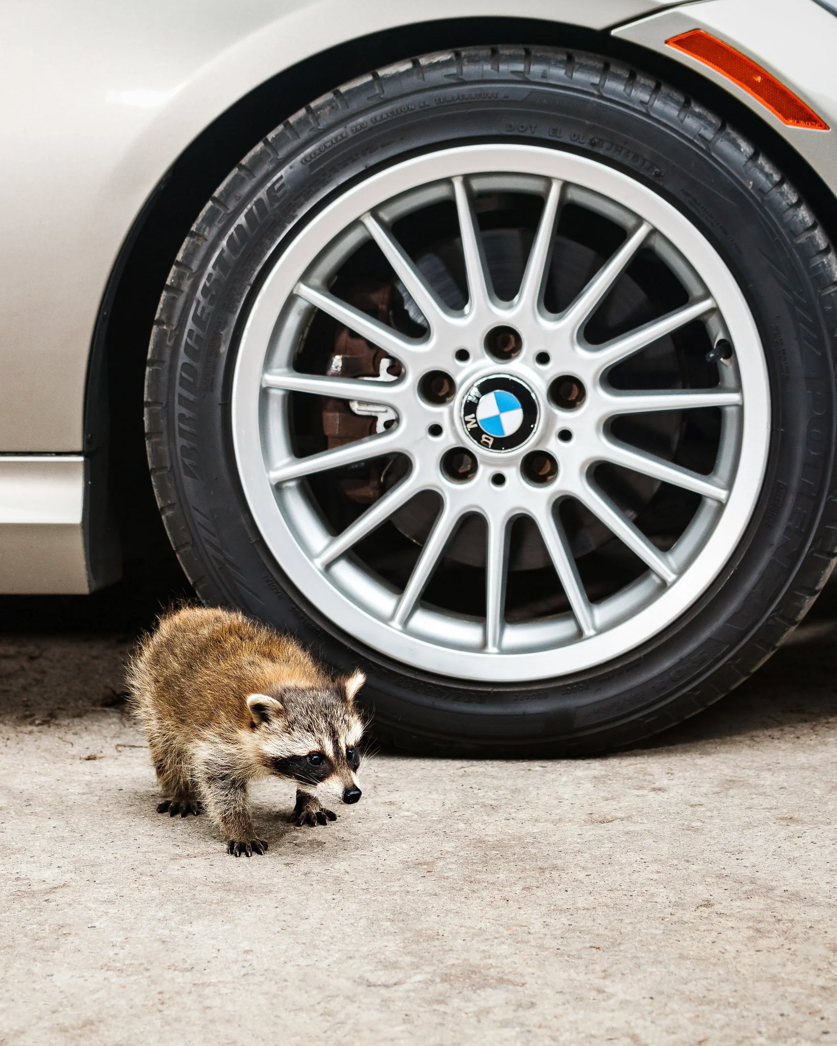 BMW Style 32 wheel with raccoon