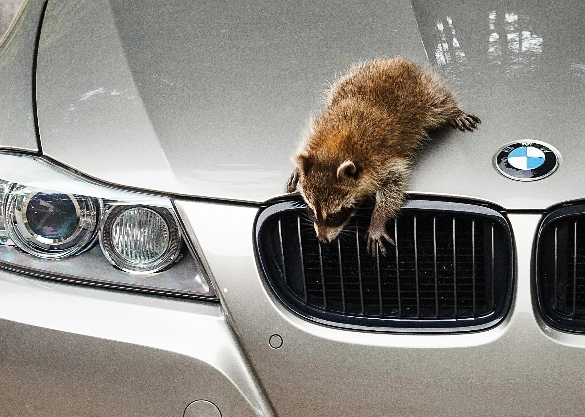 2010 BMW 328i with Raccoon