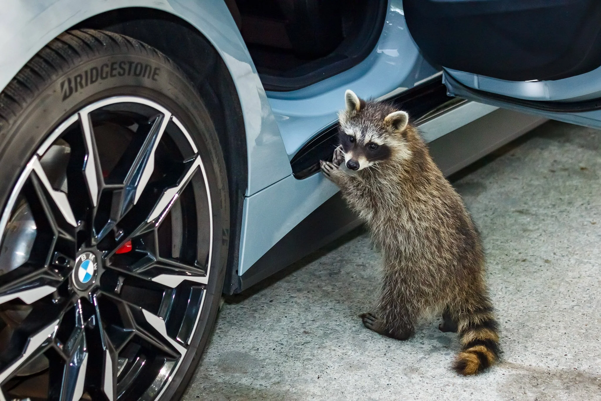BMW G20 G26 GranCoupe with Raccoon