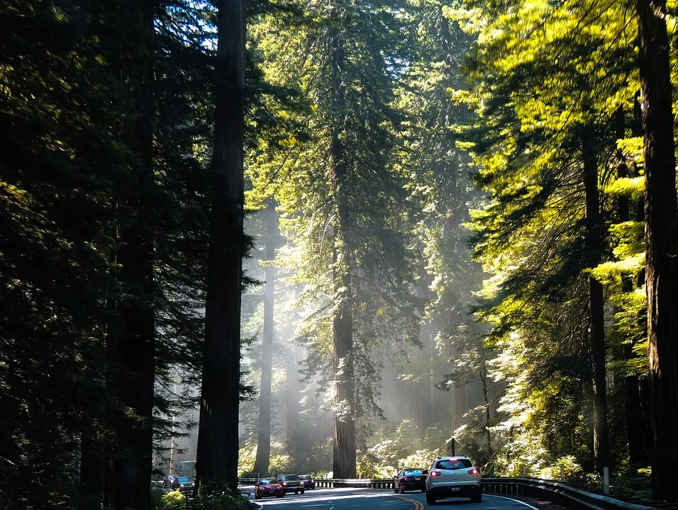 redwoods.jpg