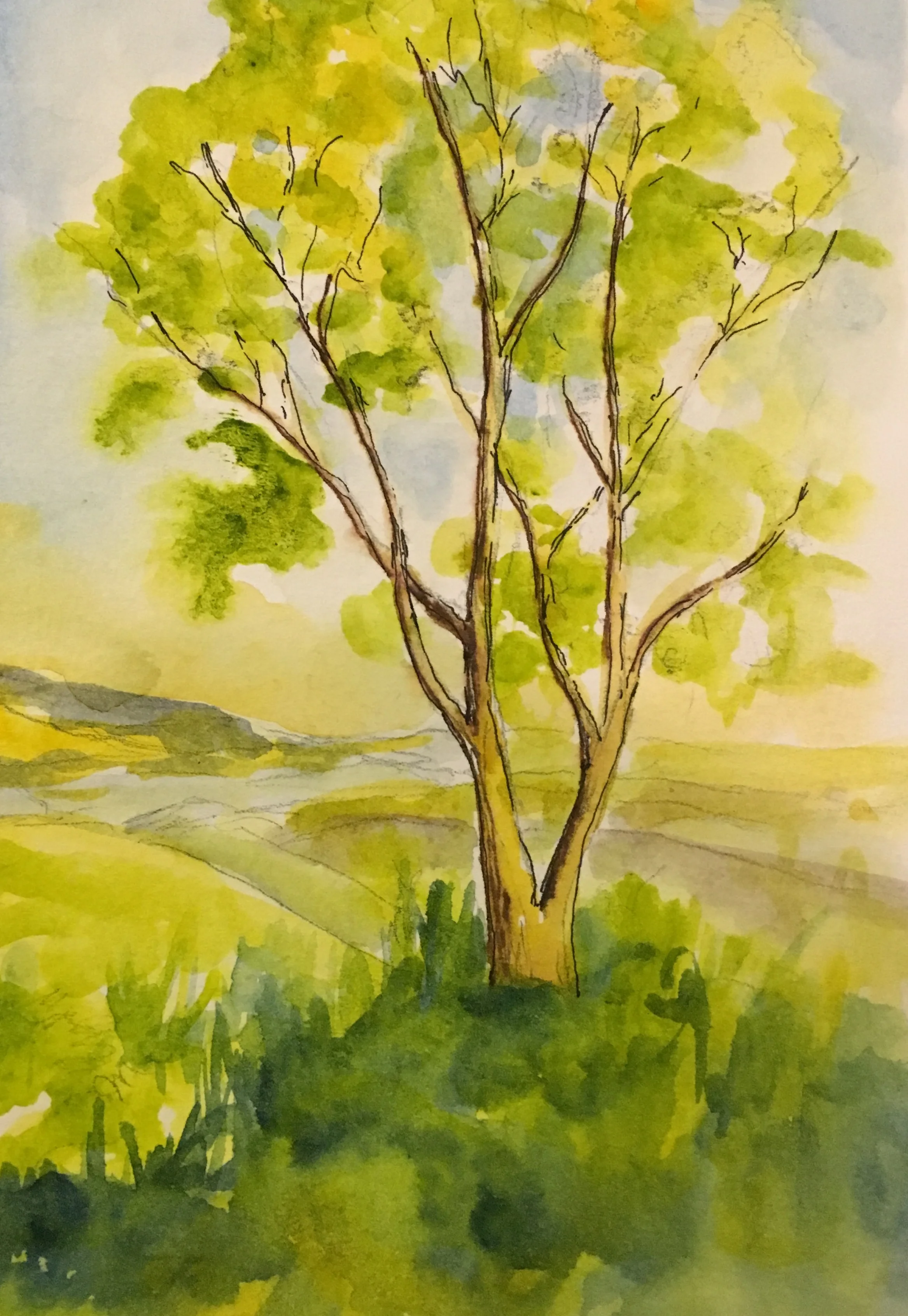Helena Seyffert Hill | “Tree in Israel” | Watercolor on acid-free paper | 5.5 x 3.5 in.