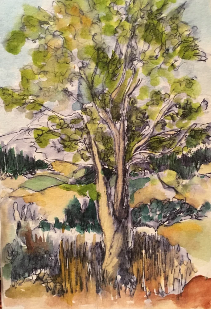 Helena Seyffert Hill | “Tree in Golden Bay” | Watercolor on acid-free paper | 12.5 x 9.5 in.