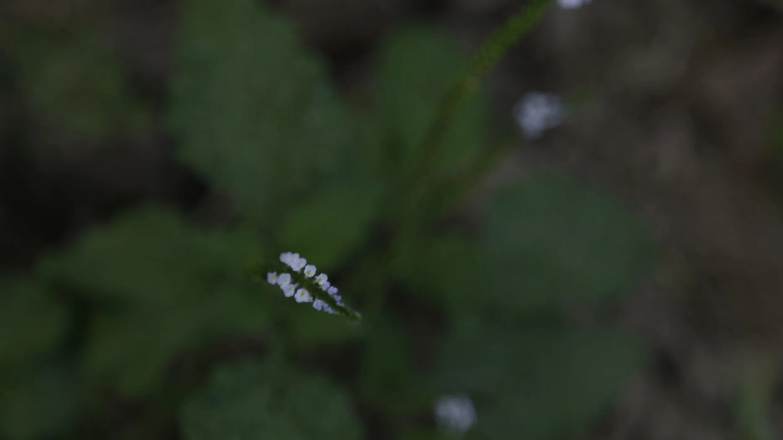 _MG_0416.JPG