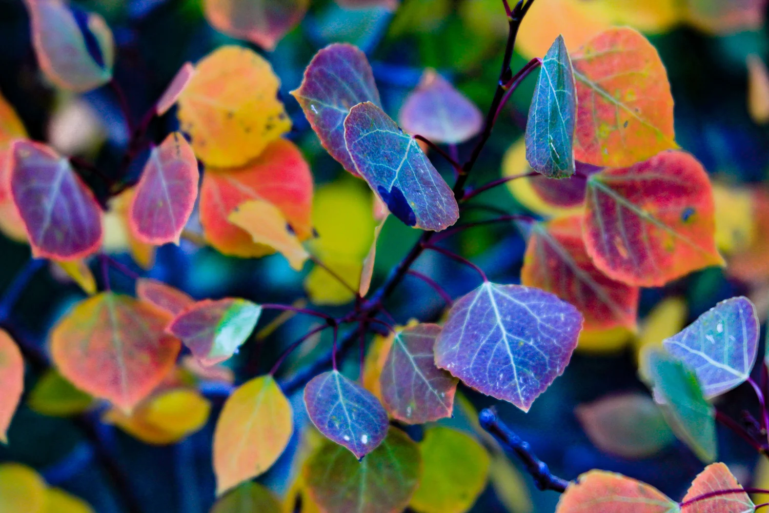 forweb-Technicolor Leaves.jpg