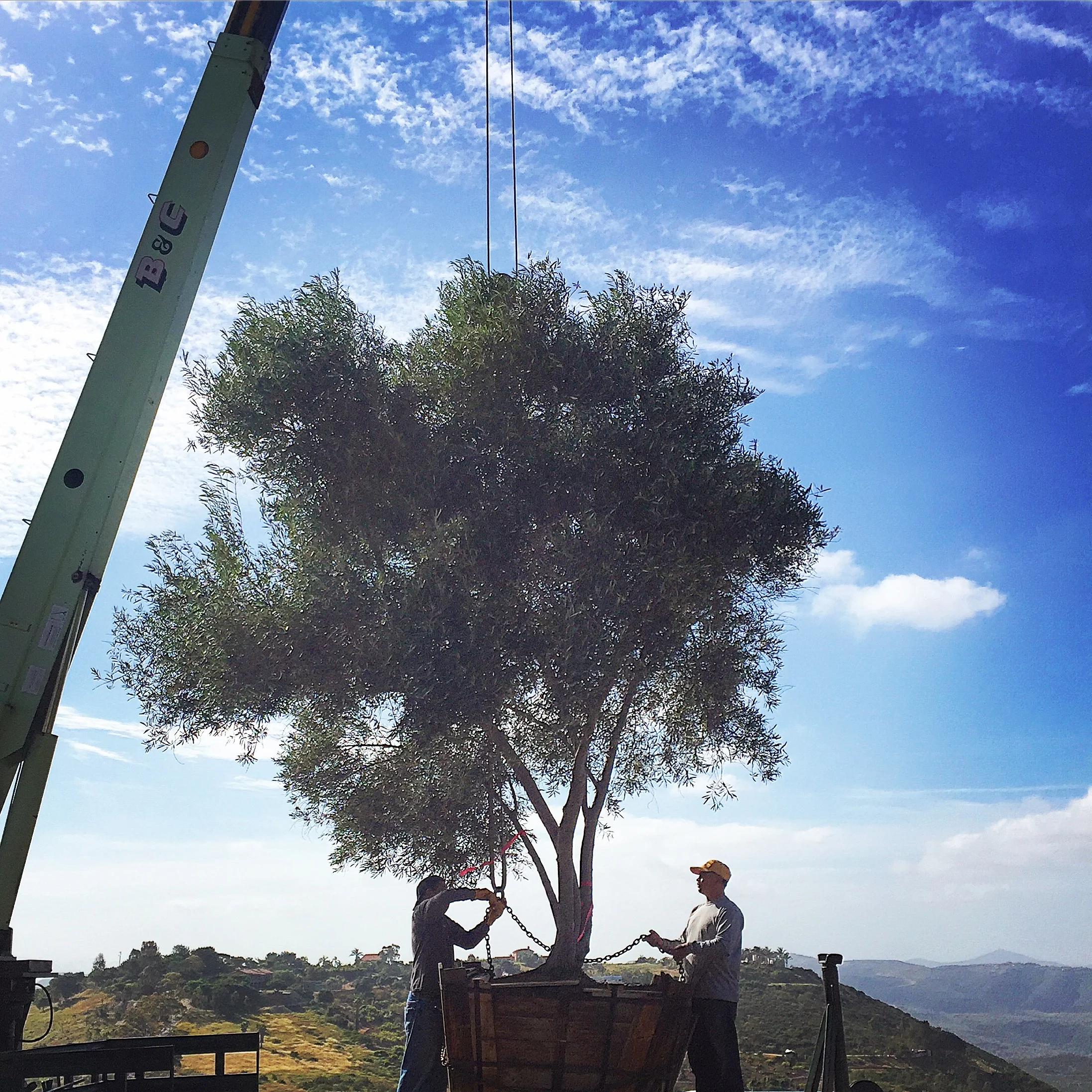  We dropped in this 6 ton olive tree to act as a natural shade. 
