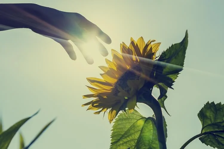 embracing-emotions_OMTimes_bigstock-Sunburst-Over-A-Sunflower-With-60816002.jpg