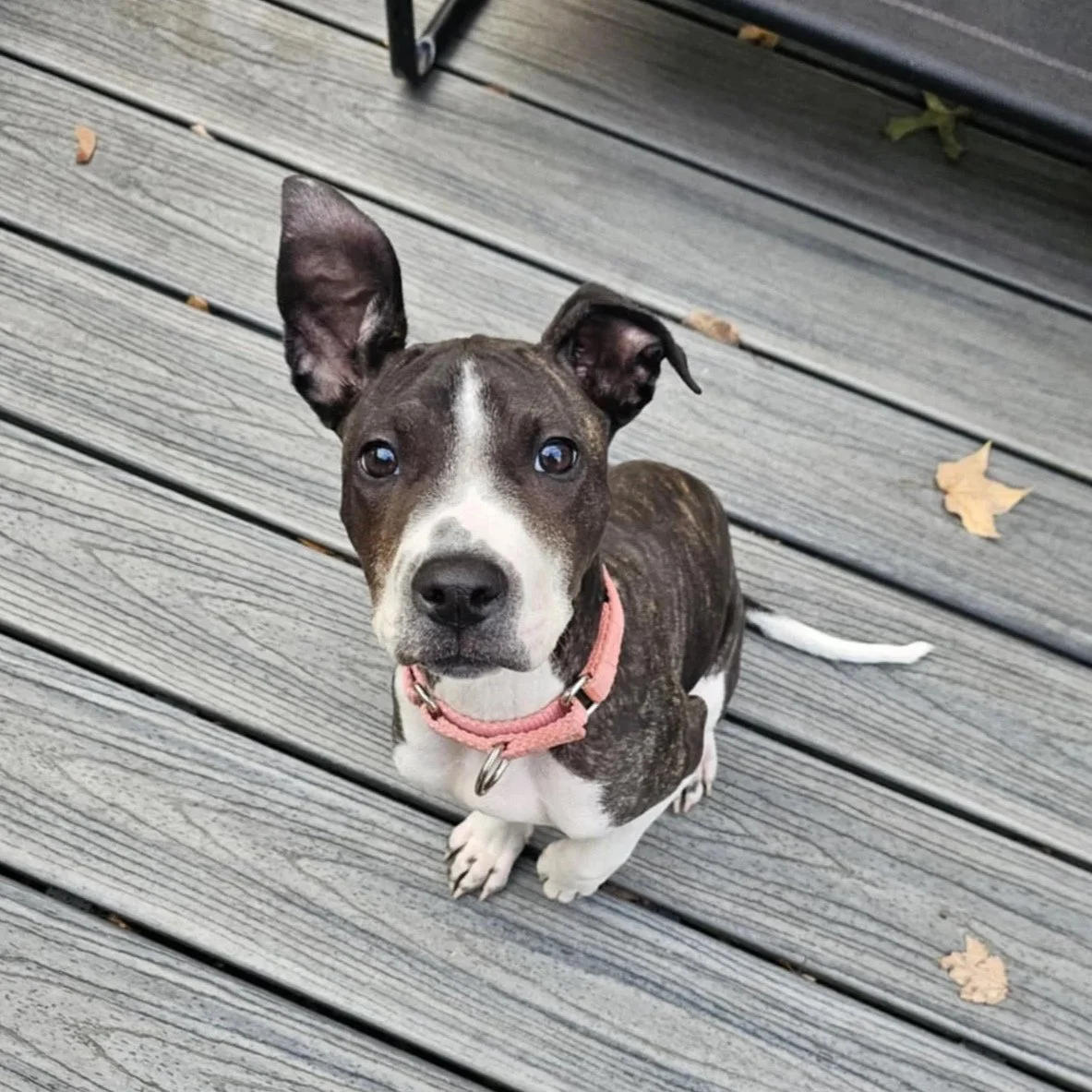 Stormy - PA Kennel License 16187