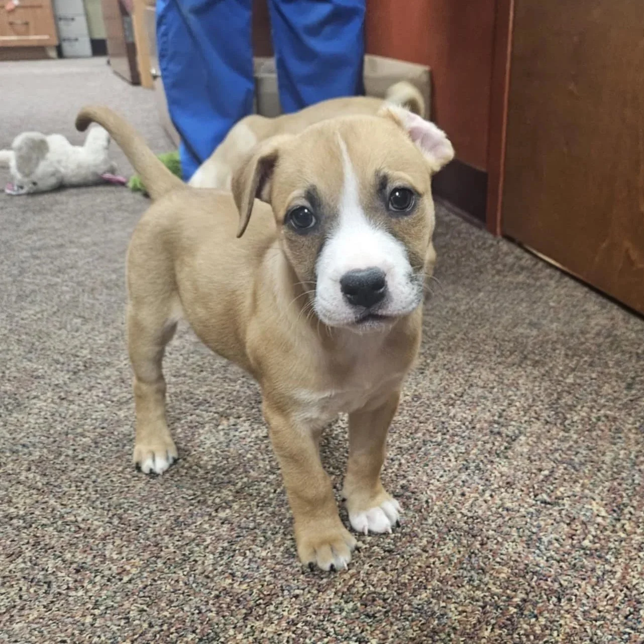 Kahlua - PA Kennel License 16187