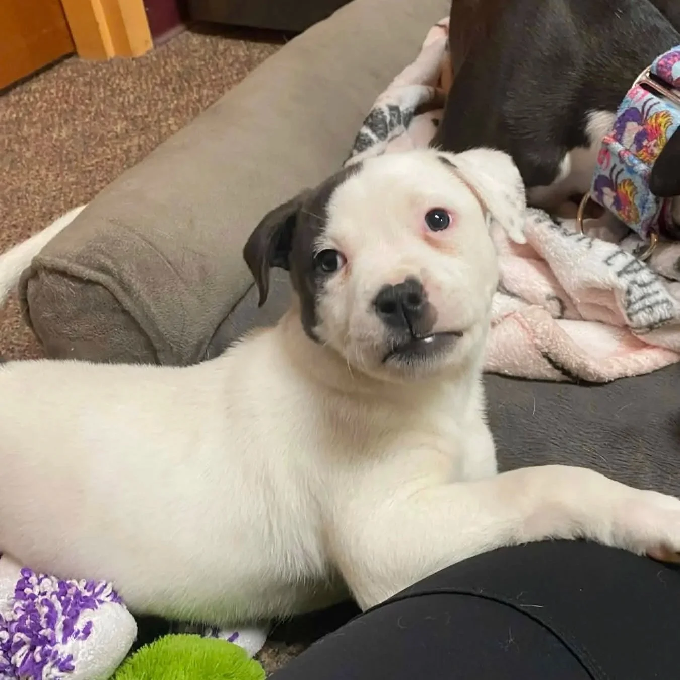 Tatum - PA Kennel License 16187