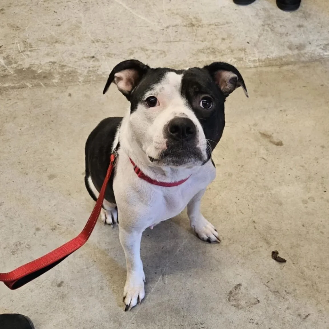 Sidney - PA Kennel License 16187