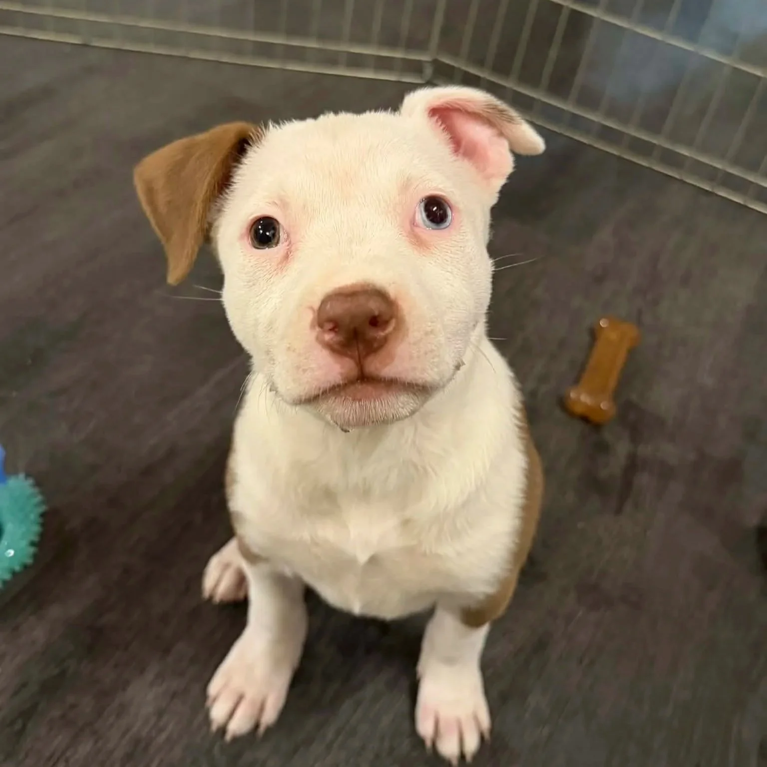 Casey (f) - PA Kennel License 16187