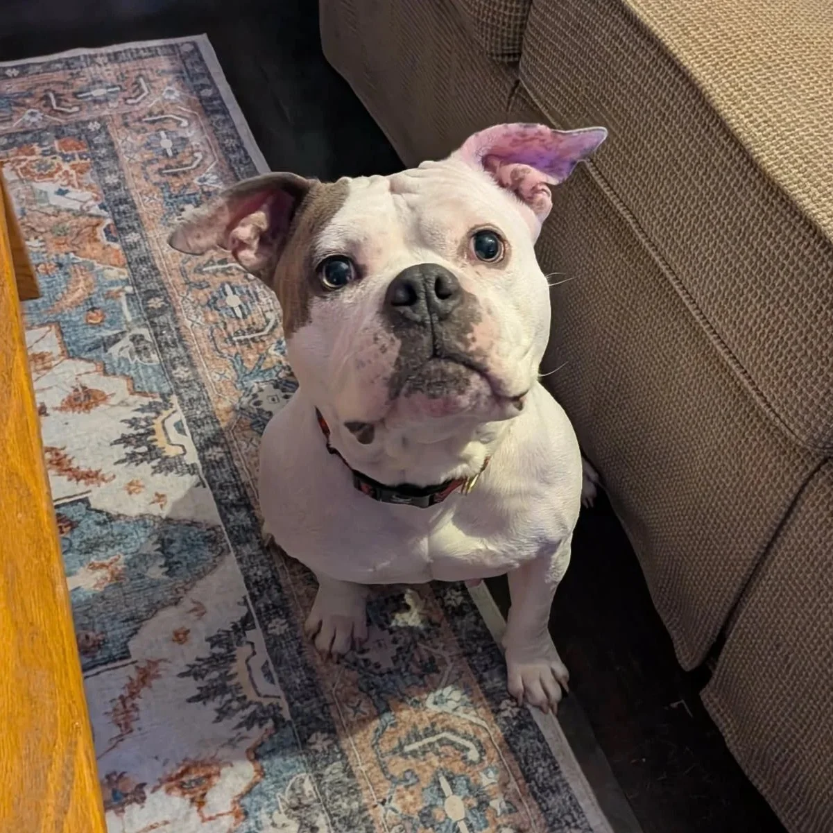 Cannoli - PA Kennel License 16187