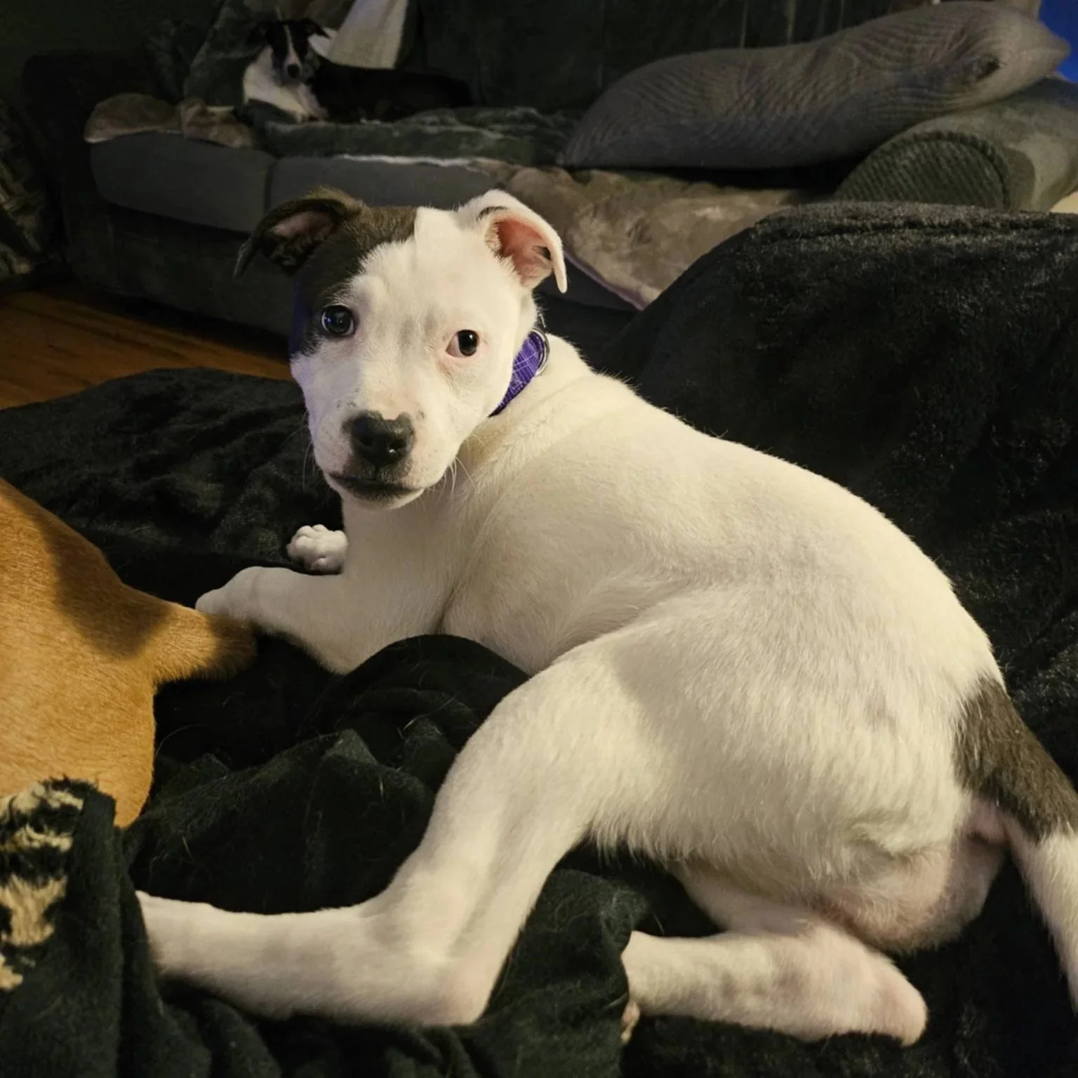 Tatum - PA Kennel License 16187