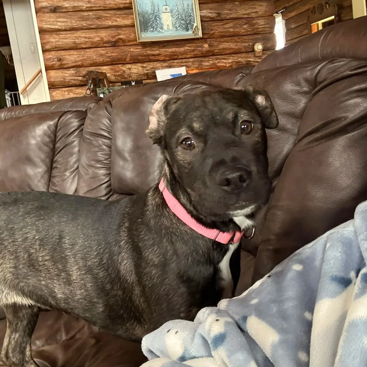 Noel - PA Kennel License 16187